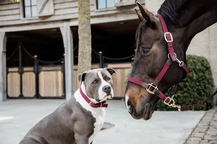 Boomerang Equestrian - Kentucky Plaited Nylon Halter Bordeaux