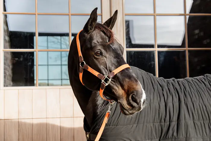 Boomerang Equestrian - Kentucky Plaited Nylon Halter Orange