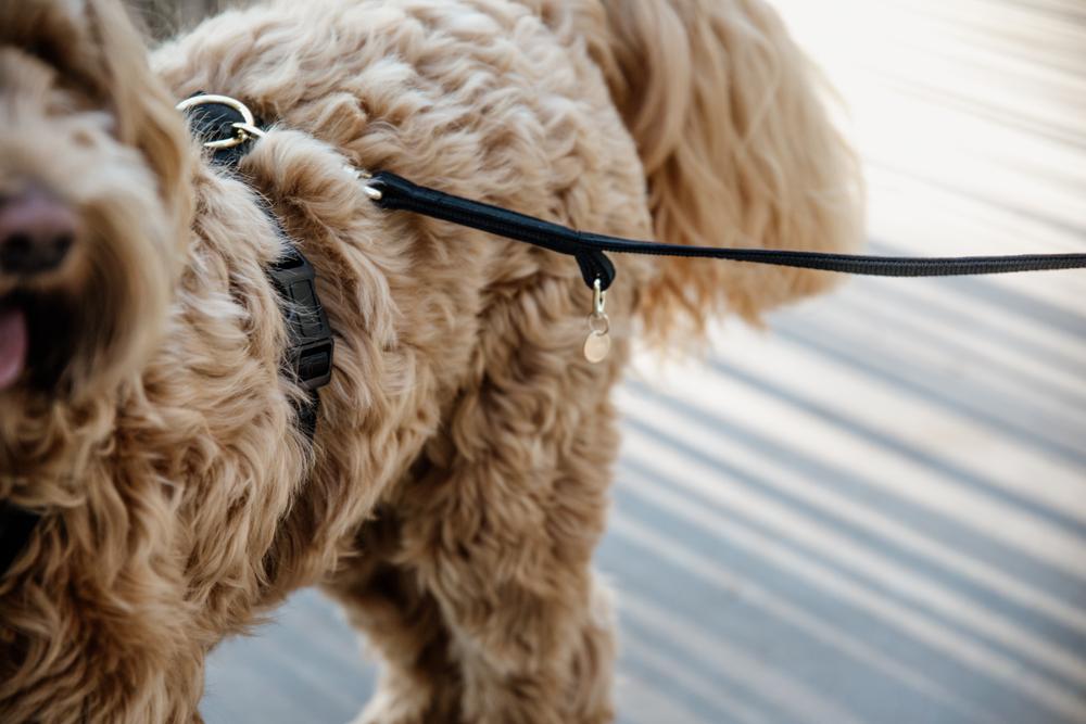 Dog Leash Velvet 200 cm | Kentucky Dogwear | Stylish — Image 20