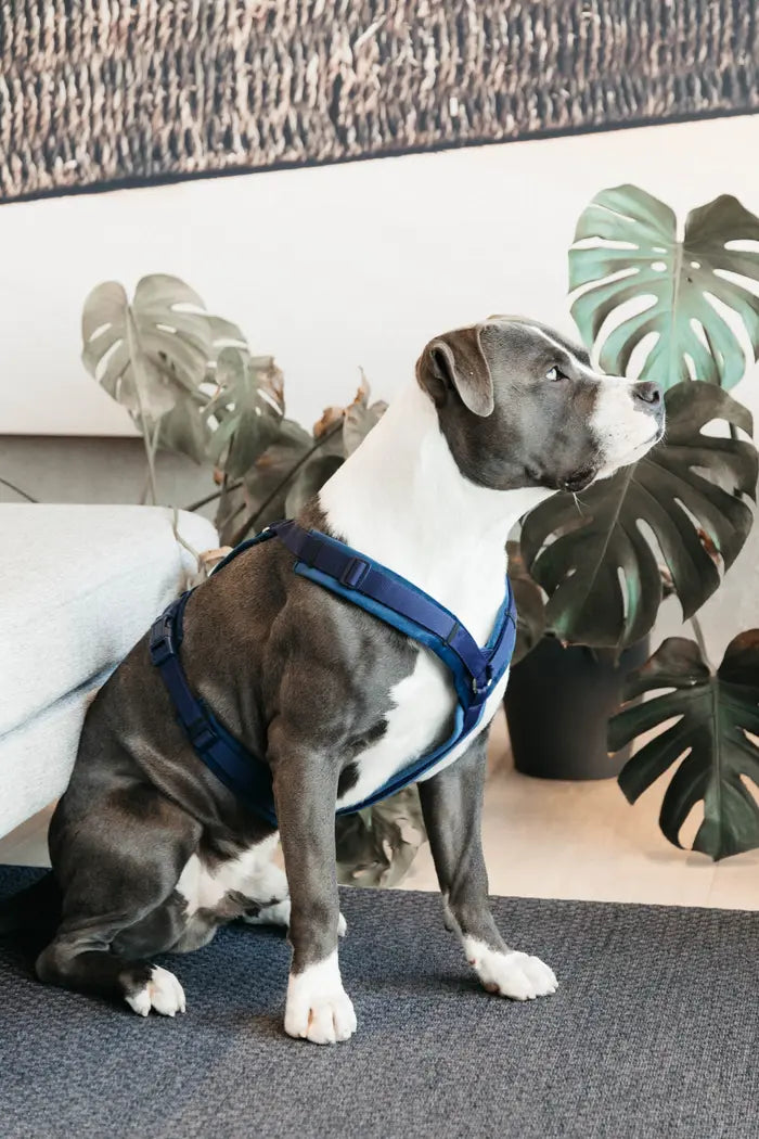 Boomerang Equestrian - Kentucky Dog Harness Active Velvet Navy