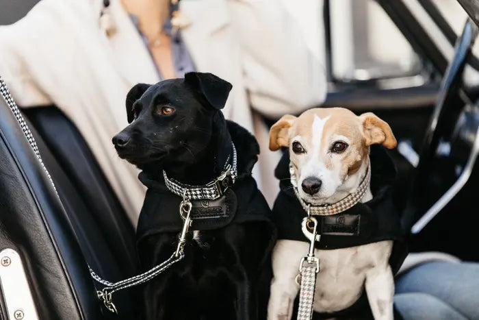 Boomerang Equestrian - Kentucky Dog Collar Pied De Poule Beige