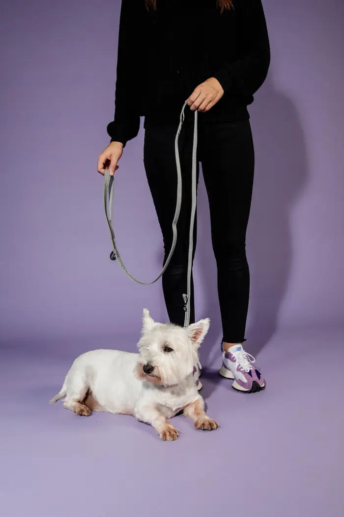 Boomerang Equestrian - Kentucky Dog Lead Reflective