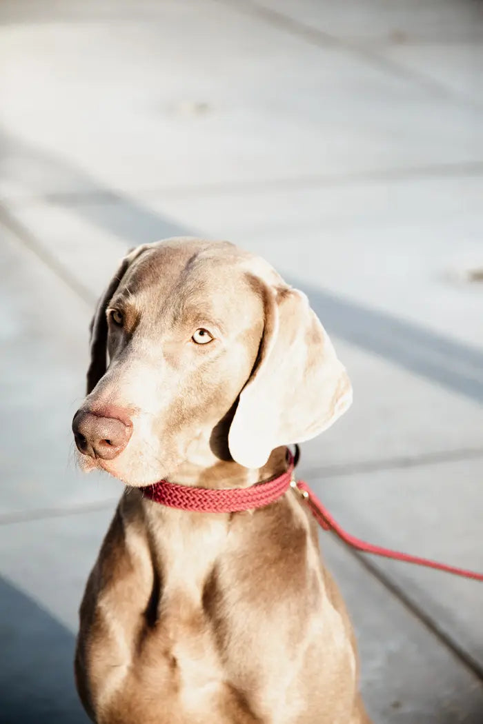 Boomerang Equestrian - Kentucky Plaited Nylon Dog Collar Bordeaux