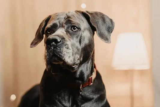 Boomerang Equestrian - Kentucky Dog Collar Corduroy Bordeaux