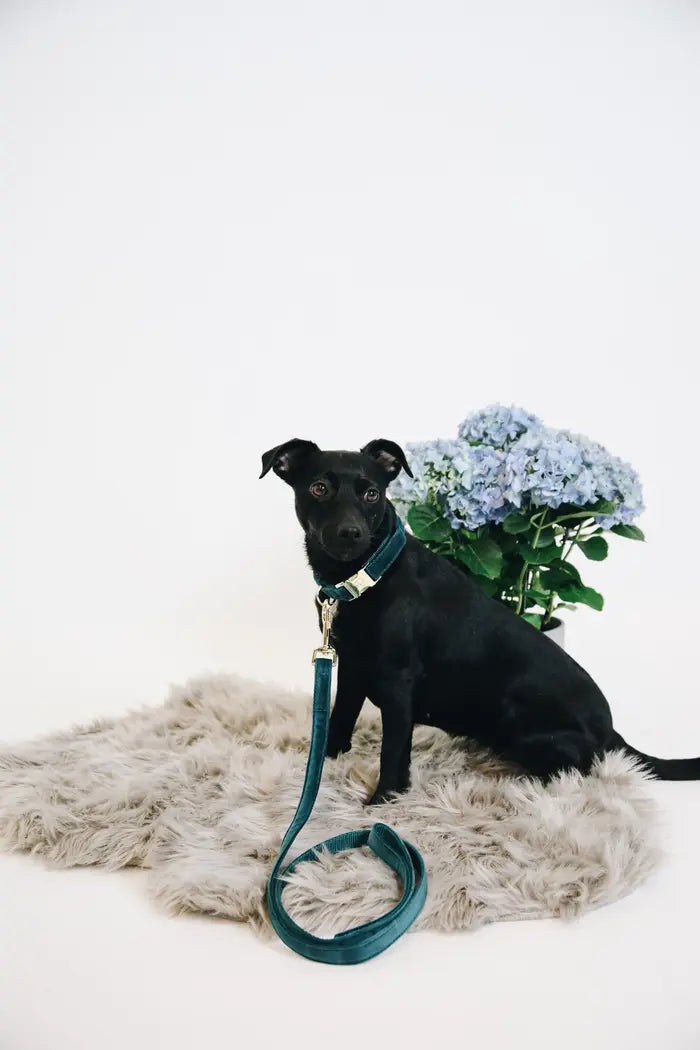 Boomerang Equestrian - Kentucky Dog Collar Velvet Emerald