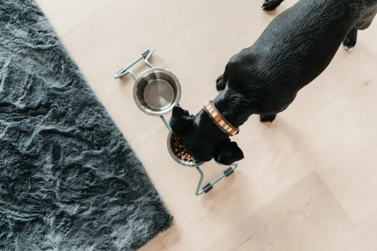 Boomerang Equestrian - Kentucky Dog Collar Handmade Pearls Orange