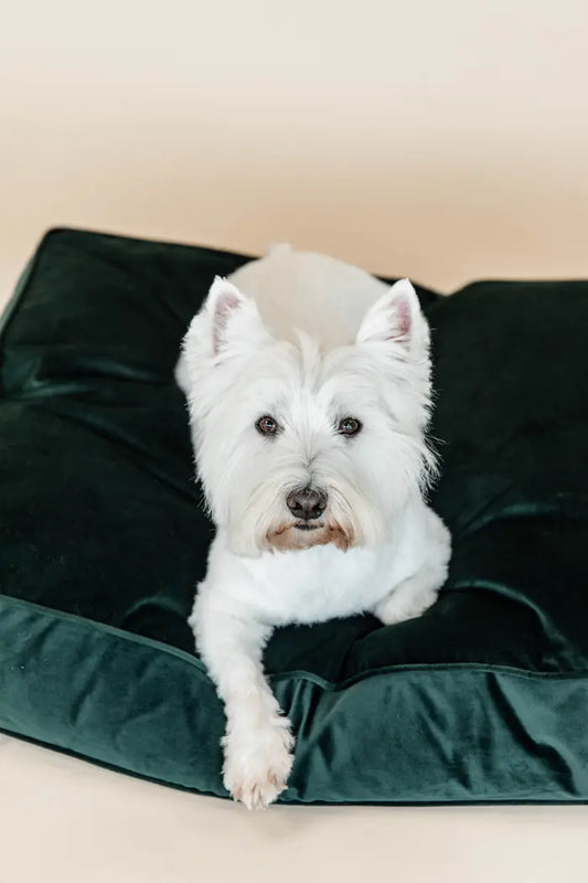 Boomerang Equestrian - Kentucky Dog Pillow Velvet Pine Green