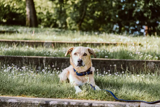 Boomerang Equestrian - Kentucky Plaited Nylon Dog Collar Navy