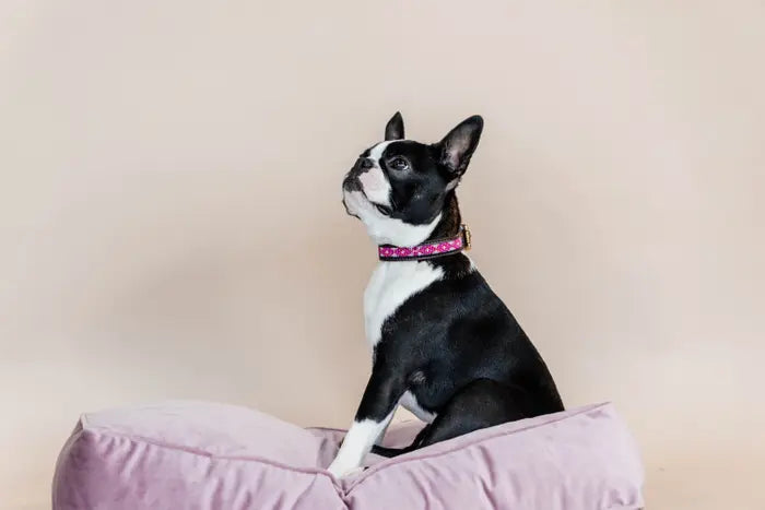 Boomerang Equestrian - Kentucky Dog Collar Handmade Pearls Pink