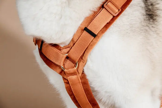 Boomerang Equestrian - Kentucky Dog Harness Active Velvet Orange