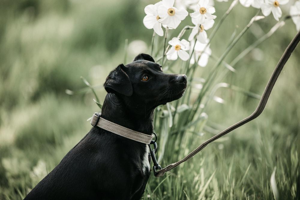 Dog Leash Lizard | Kentucky Dogwear | Stylish — Image 4