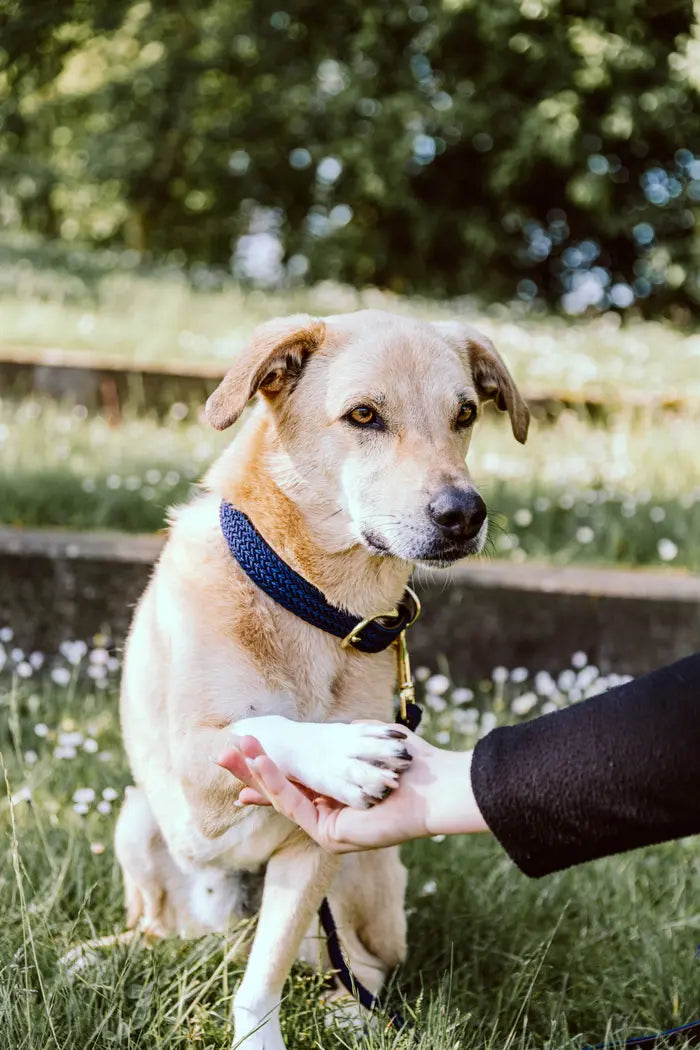 Boomerang Equestrian - Kentucky Plaited Nylon Dog Collar Navy