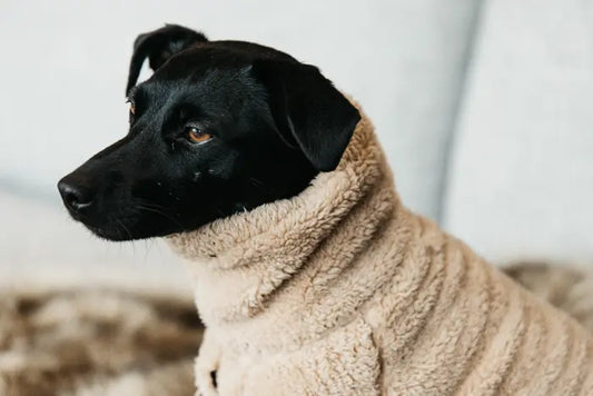 Boomerang Equestrian - Kentucky Dog Sweater Teddy Fleece Beige