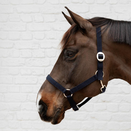 Nylon Halter | Kentucky Horsewear | Durable — Image 2