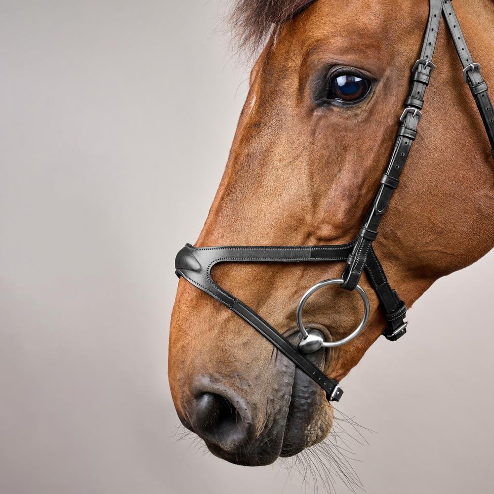 X-Fit Bridle NE | Dy'on | Comfort — Image 9