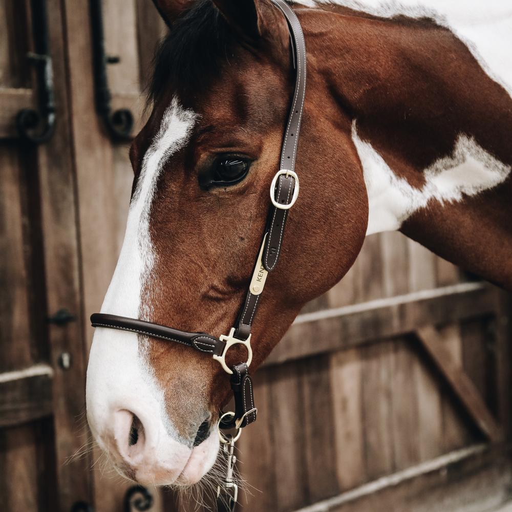Leather Grooming Halter | Kentucky Horsewear | VeganLeather — Image 3
