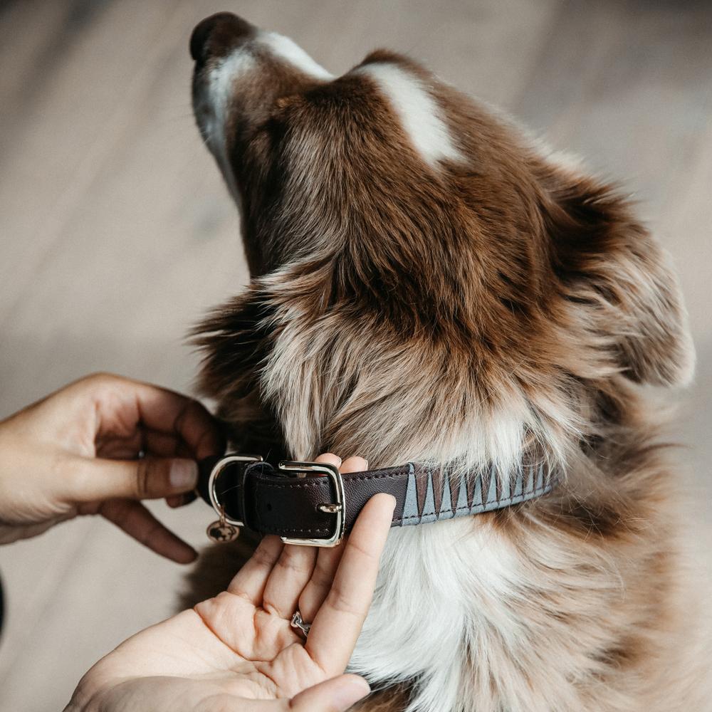 Dog Collar Triangle | Kentucky Dogwear | Durable — Image 8