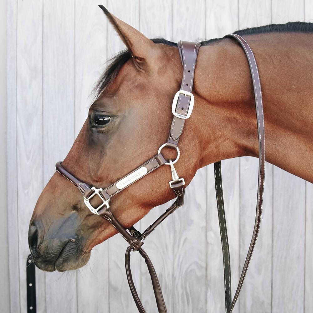 Leather Covered Chain Lead | Kentucky Horsewear | Stylish — Image 3