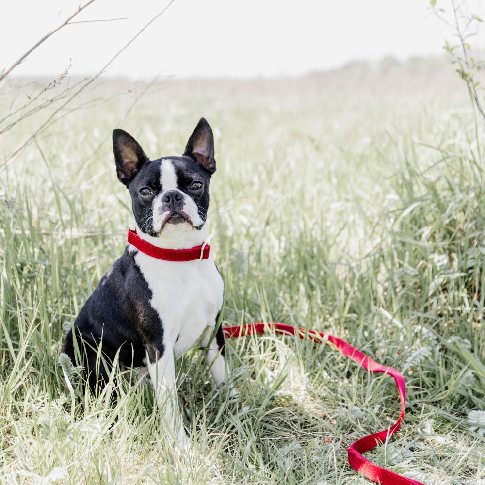Dog Collar Corduroy | Kentucky Dogwear | Elegant — Image 6