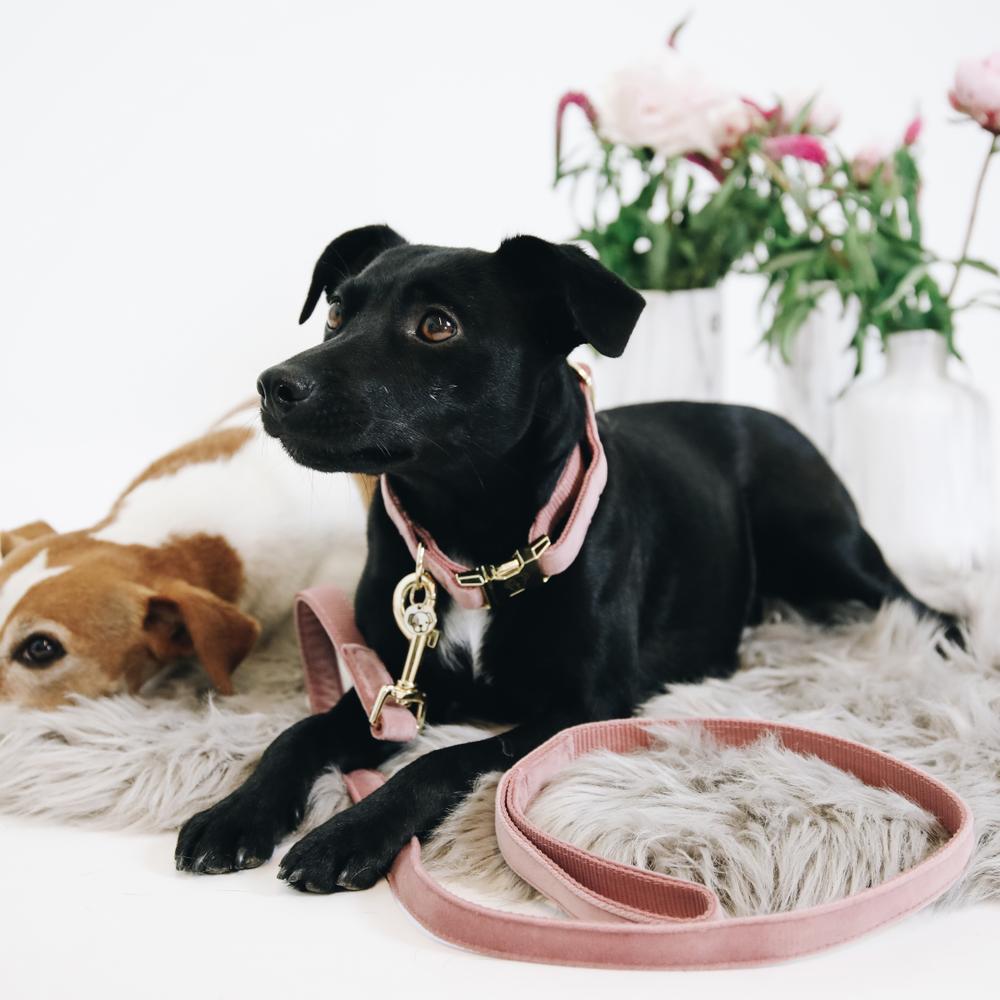 Dog Leash Velvet 120 cm | Kentucky Dogwear | luxurious — Image 20