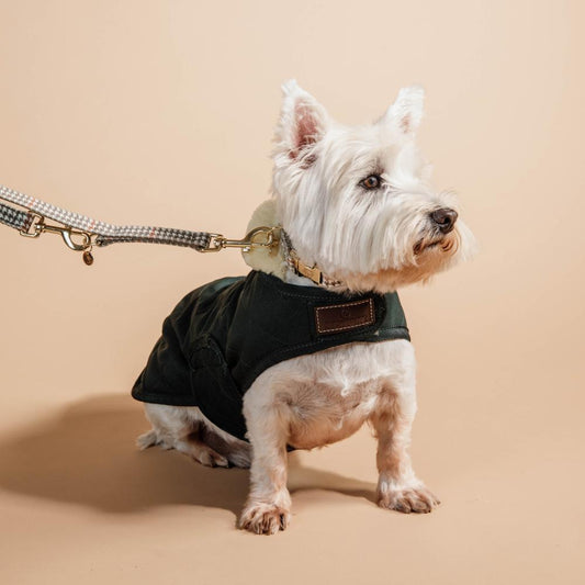 Dog Collar Pied De Poule | Kentucky Dogwear | Stylish — Image 2