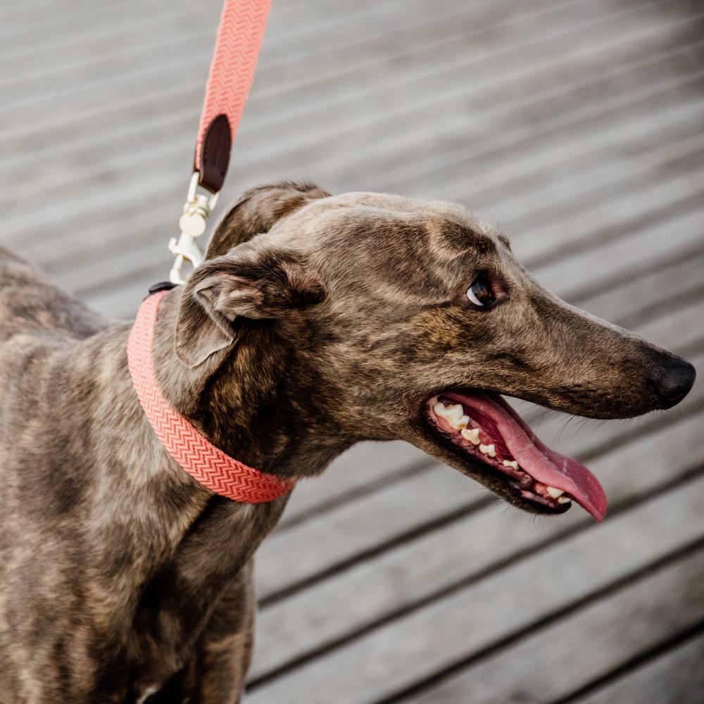 Dog Leash Jacquard | Kentucky Dogwear | Stylish — Image 5