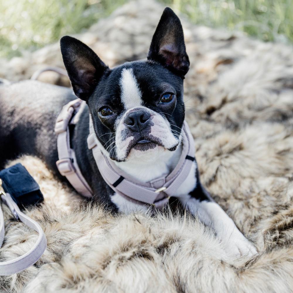 Dog Harness Active Velvet | Kentucky Dogwear | Comfort — Image 20