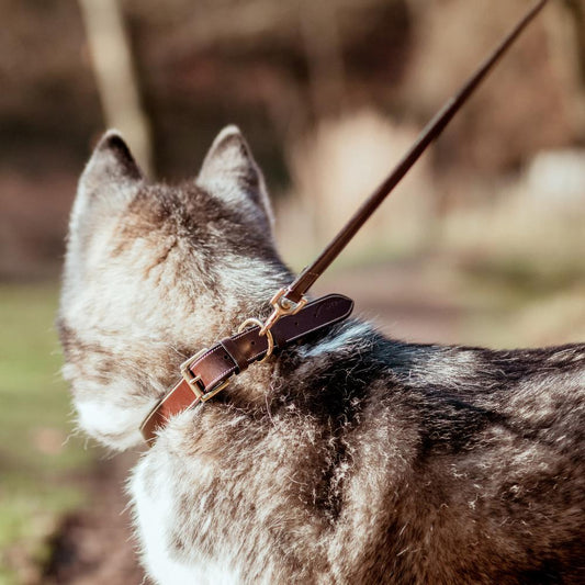 Flat Leather Dog Collar | Dy'on | premiumleather — Image 2