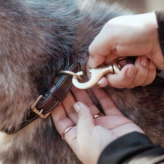 Fancy Dog Collar | Dy'on | elegance — Image 2
