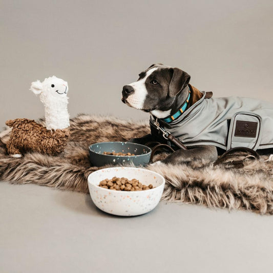 Dog Coat Reflective Water Repellent | Kentucky Dogwear | Reflective — Image 2