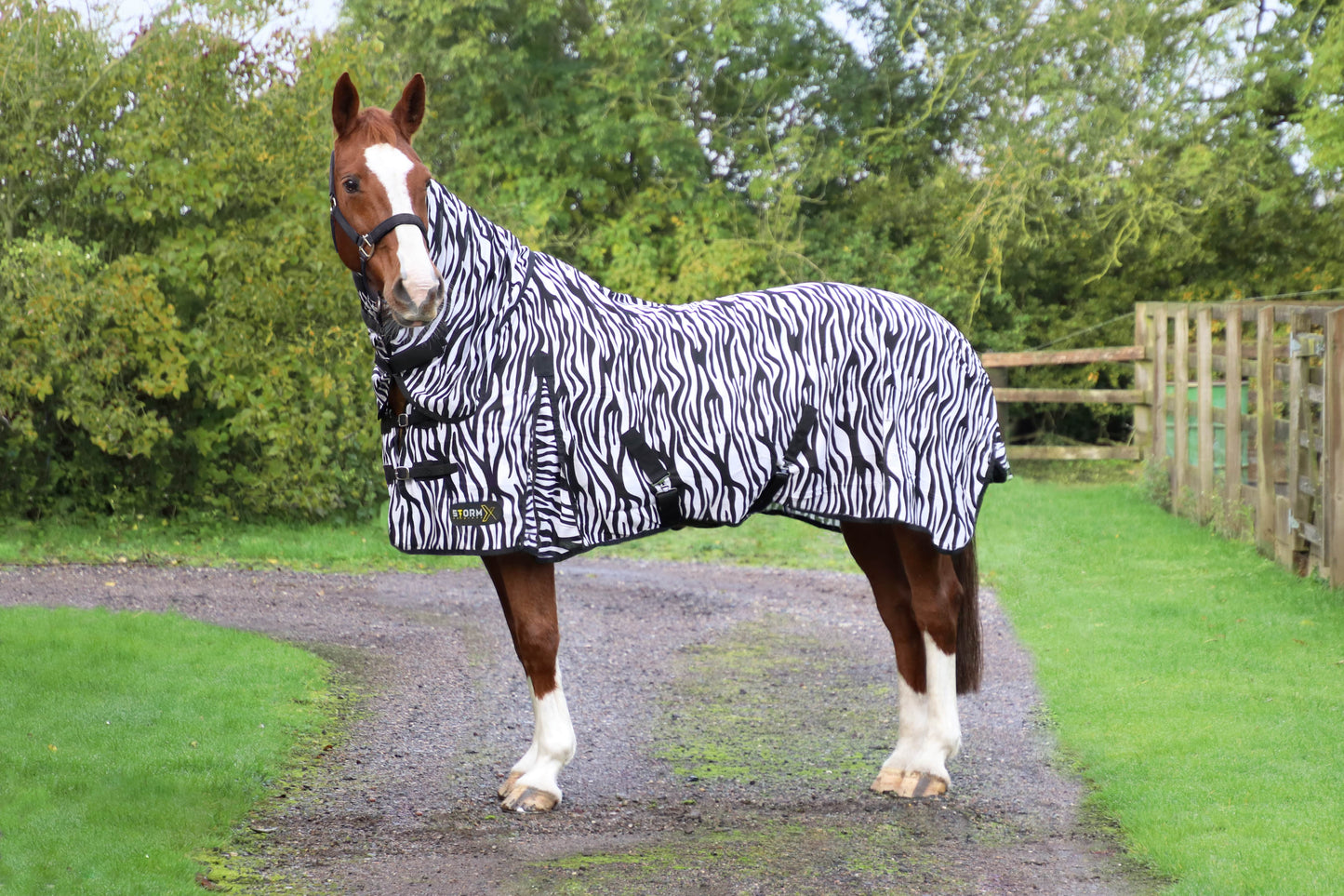Horse wearing a zebra-patterned rug on a grassy path with trees in the background