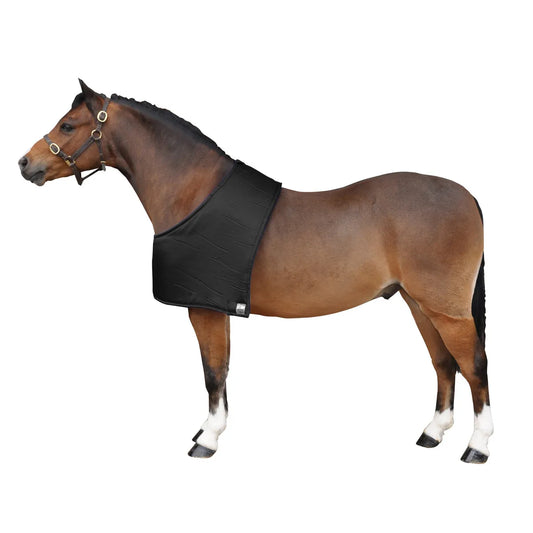 Horse wearing a black bib on a white background
