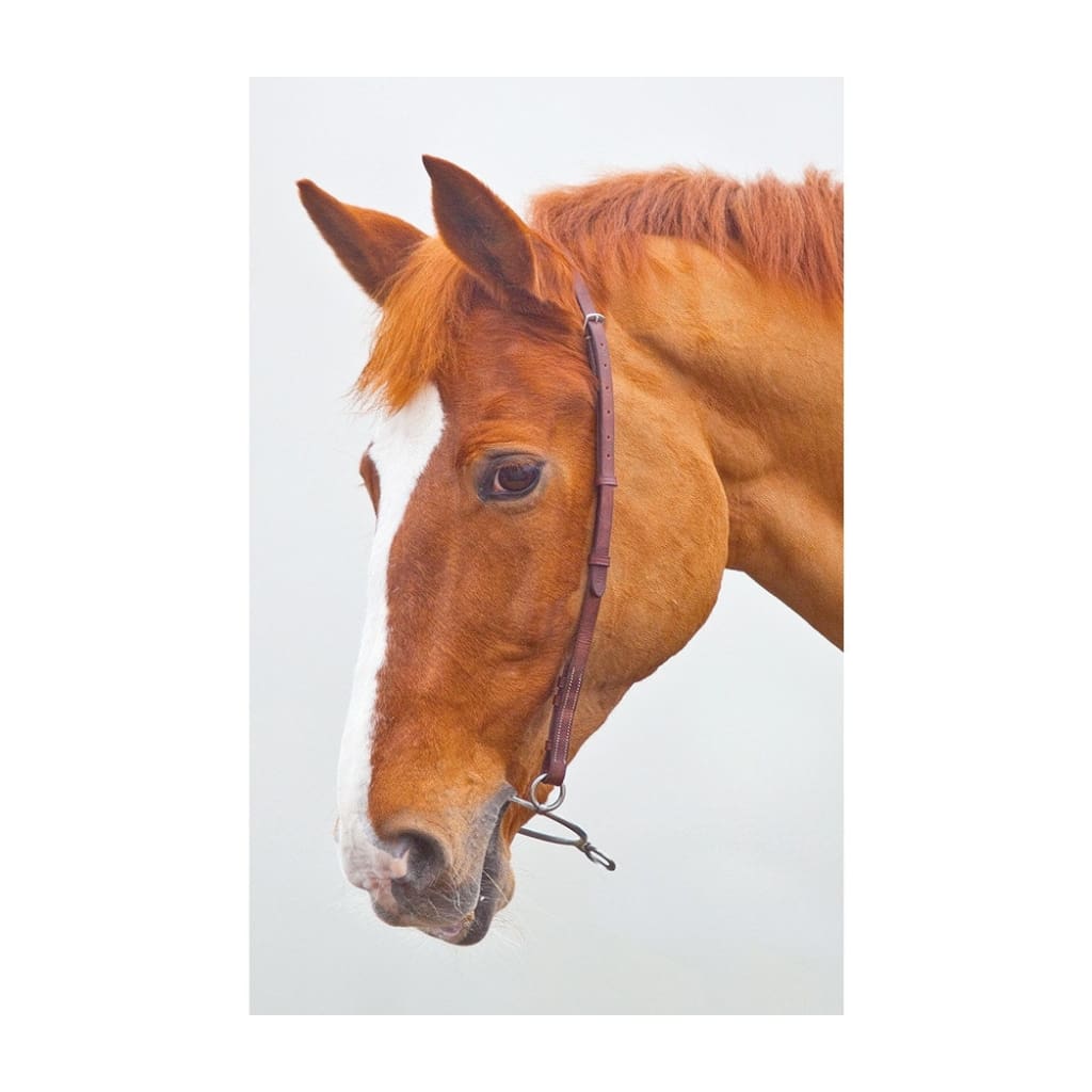 Boomerang Equestrian - Shires Blenheim Chifney Headstrap