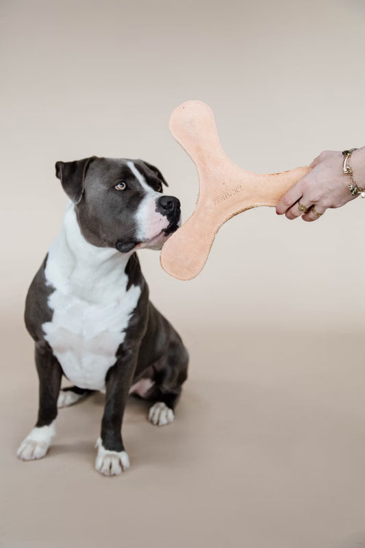 Dog sitting next to a person holding a dog toy on a beige background