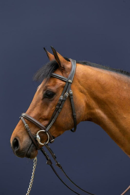 Brown horse wearing a bridle against a dark blue background