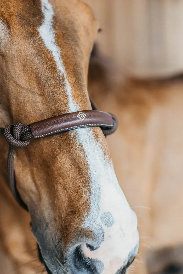brown training halter on a bay horse standing in a barn