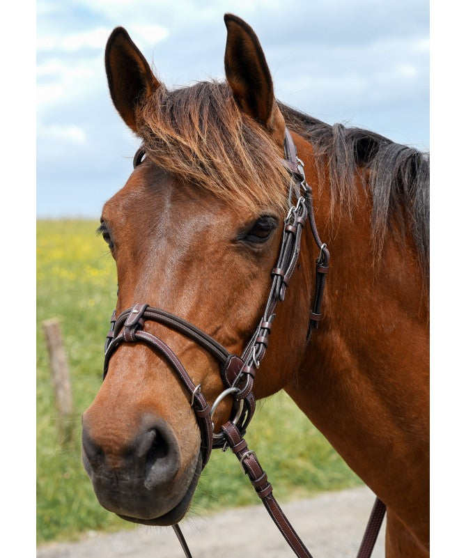 A close-up of a brown horse wearing a dark brown leather bridle with silver metal hardware, set against a blurred outdoor background of green grass and a blue sky.