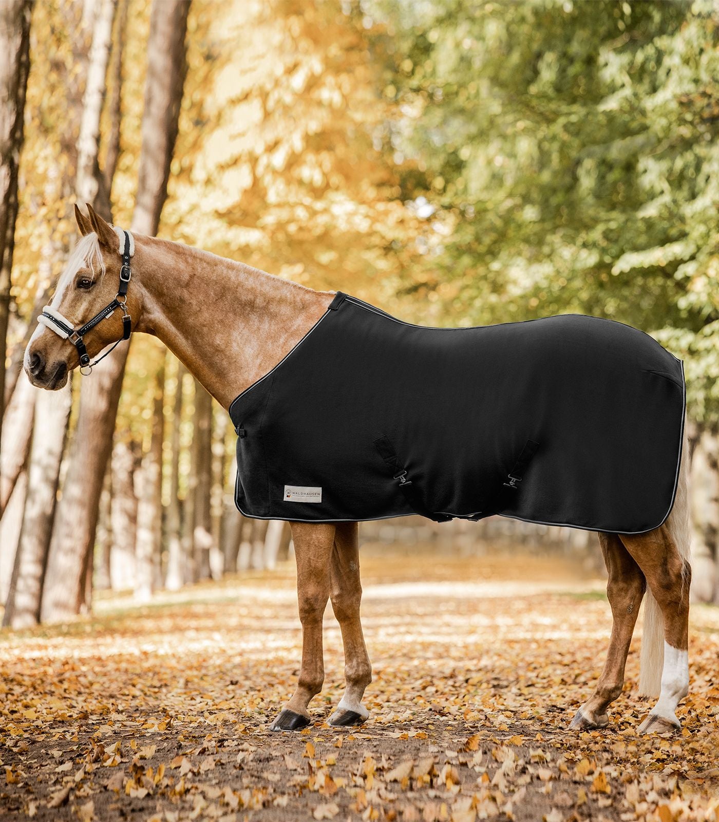 Horse wearing a black rug in a forest setting