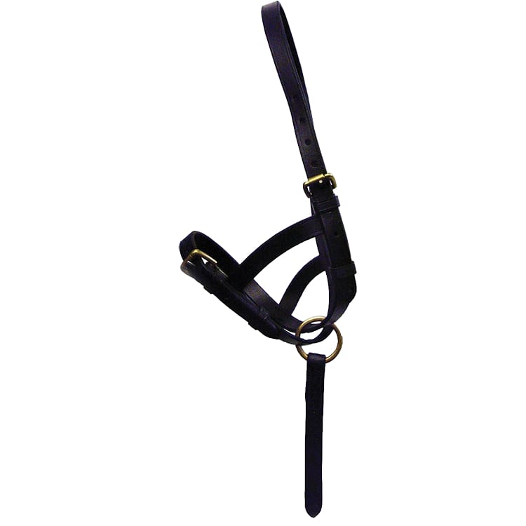 Boomerang Equestrian - Hy Leather Foal Slip