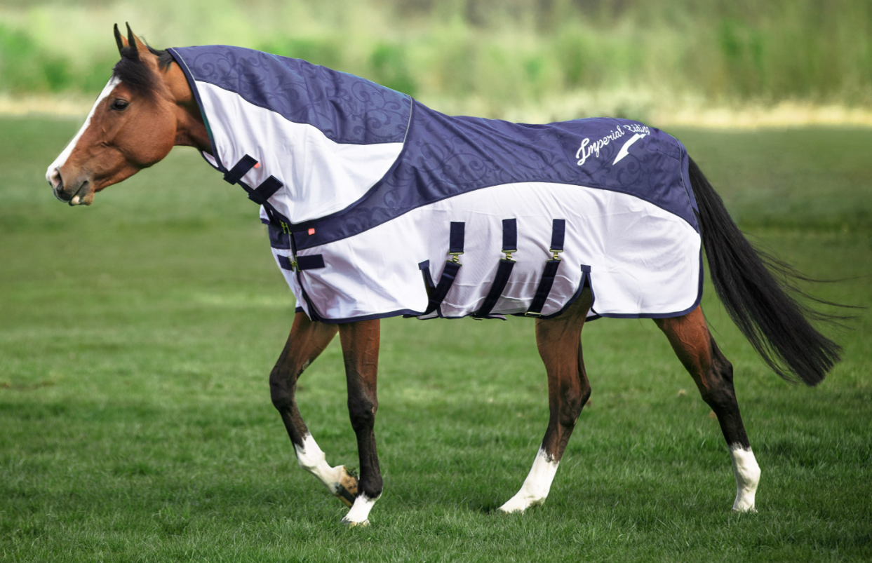 Horse wearing a blue and white rug on a grassy field