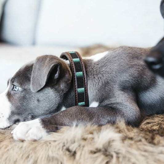 Boomerang Equestrian - Kentucky Dog Collar Handmade Pearls Black