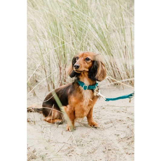 Boomerang Equestrian - Kentucky Dog Collar Velvet Emerald