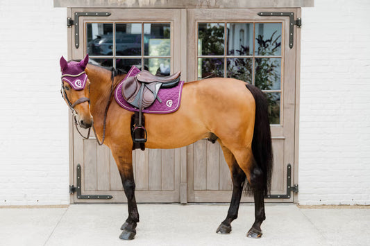 Horse with a purple saddle and fly veil standing in front of a white building with glass doors.