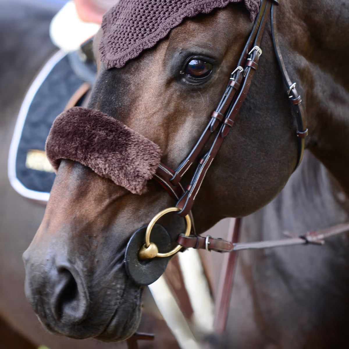 Horse wearing a brown bridle and protective face guard