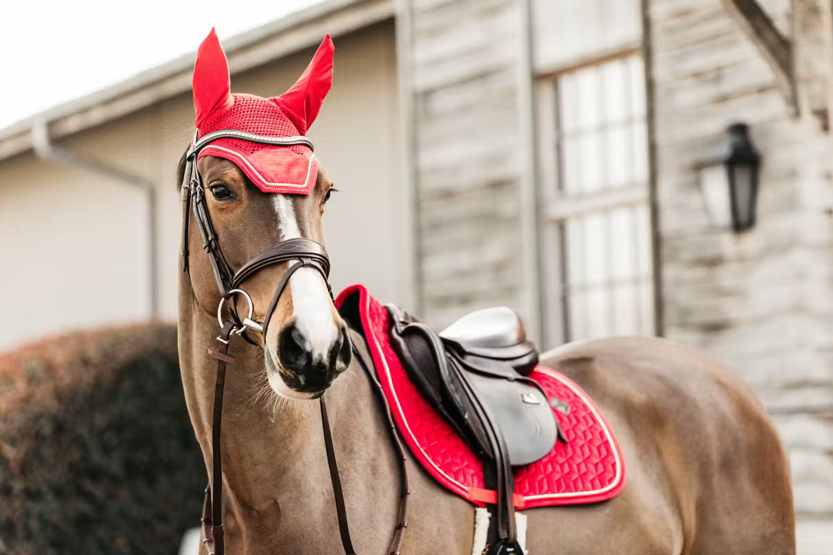 Horse wearing a red hood and saddle with a building in the background