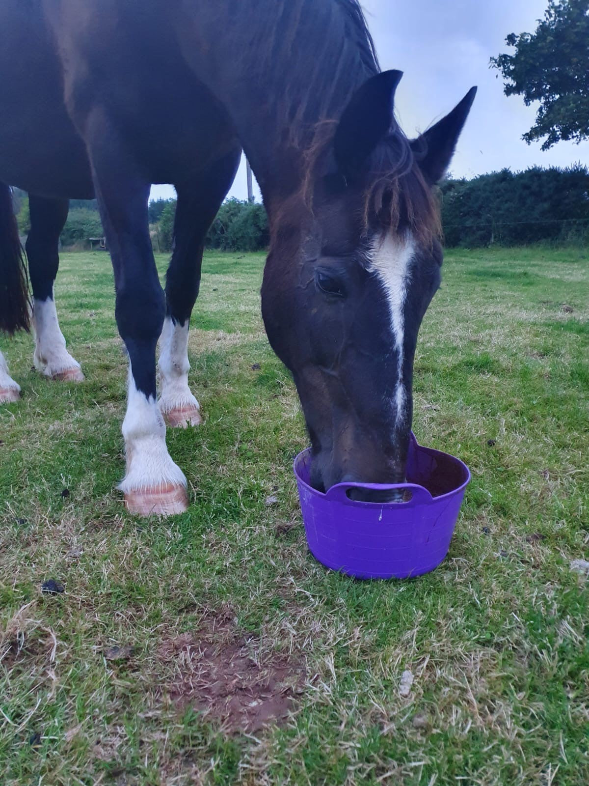 Boomerang Equestrian - Equine Flexi Essential Mineral Lick