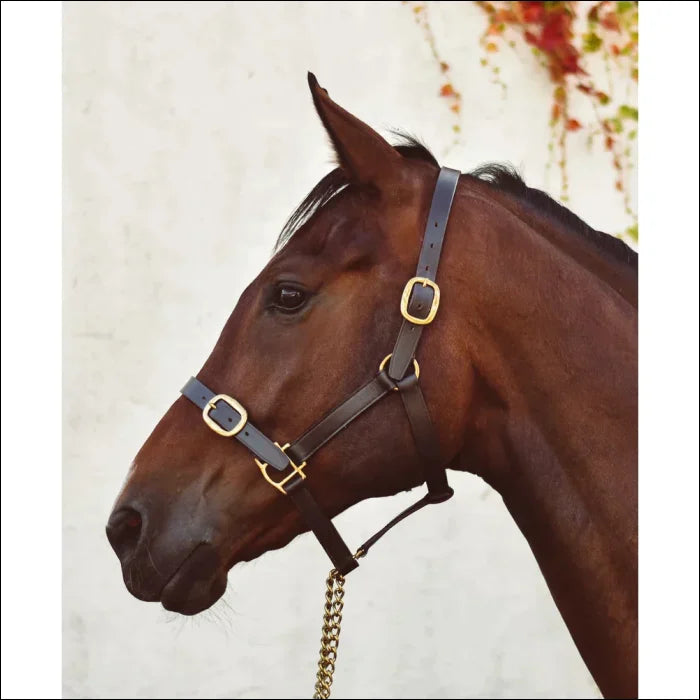 Brown horse wearing a bridle with gold accents on a white background