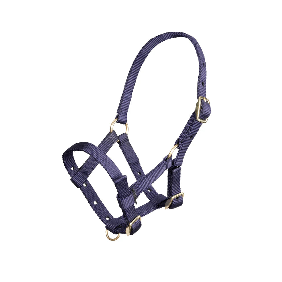 Navy blue horse halter with gold hardware on a white background