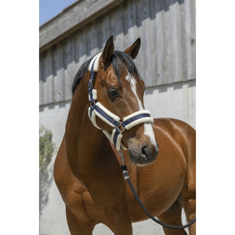 Boomerang Equestrian - Norton Cosy Headcollar