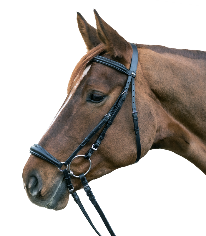 Brown horse wearing a black bridle on a white background